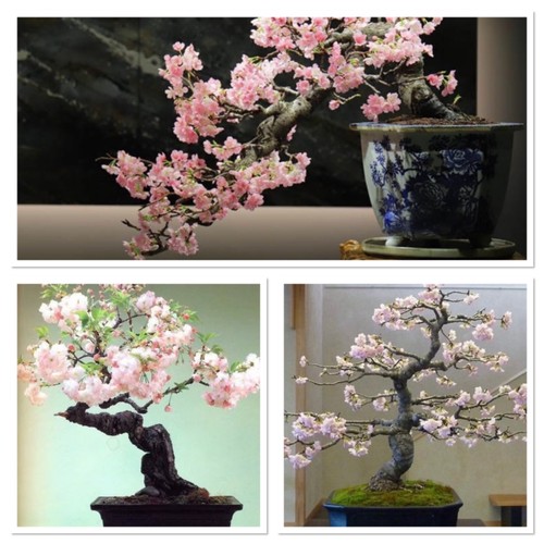 Cherry blossom tree starter - tree,,