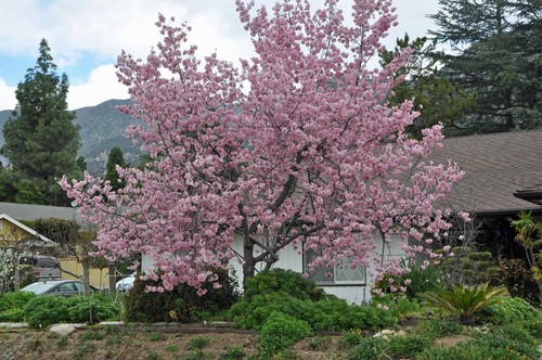 Prunus serrulata seeds - seeds, –