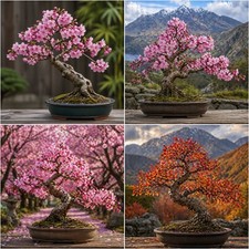 True Japanese Cherry Bonsai