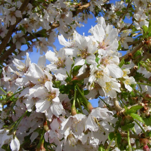Cherry blossom tree garden - blossom,