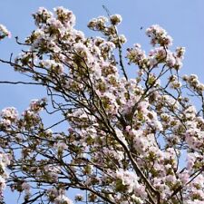 Prunus 'Amanogawa' - Columnar