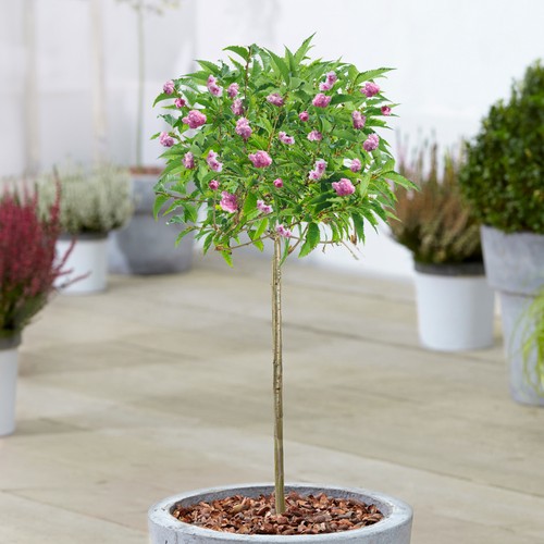 Prunus kiku shidare - kiku-shidare-zakura, |
