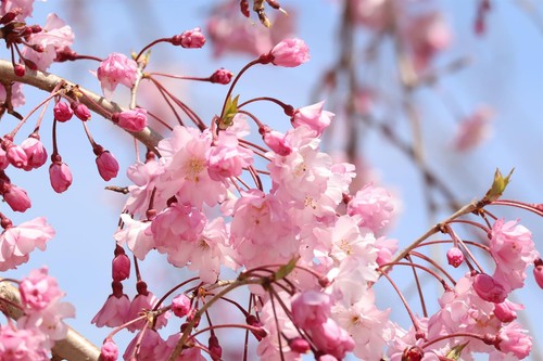 Kiku sakura cheals weeping - kiku,