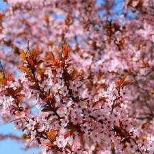 Cherry Blossom Tree Plant
