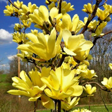 Magnolia Yellow Lanten XXL