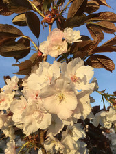 Prunus Fragrant Cloud Cherry