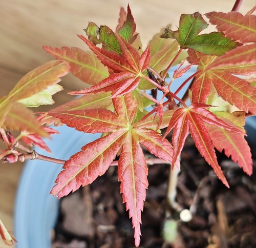 Acer palmatumn seigen japanese - palmatumn,