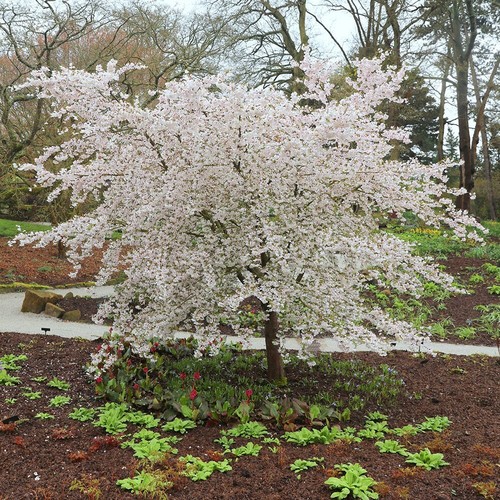The bride flowering cherry - the,