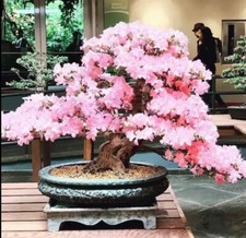 Pink Cherry Blossom Bonsai