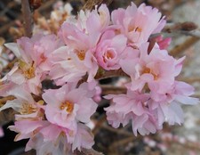 Prunus Autumnalis Rosea Cherry