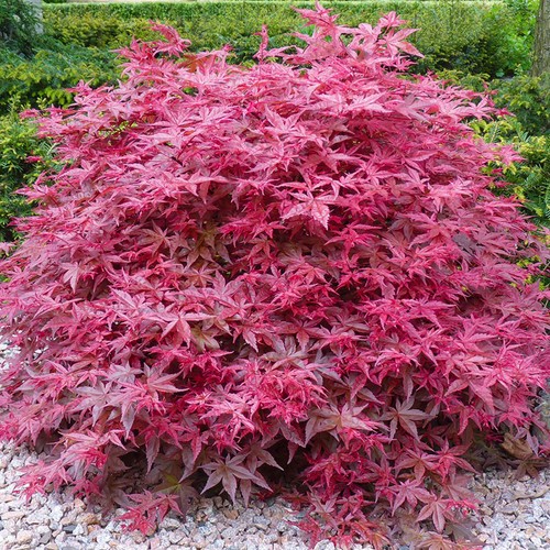 Acer palmatum beni maiko - acer,