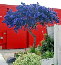 Ceanothus Concha California