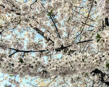 Prunus Chocolate Ice Japanese