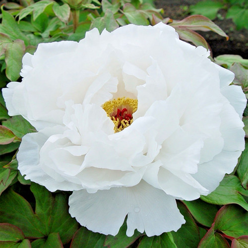 Tree peony white - tree,