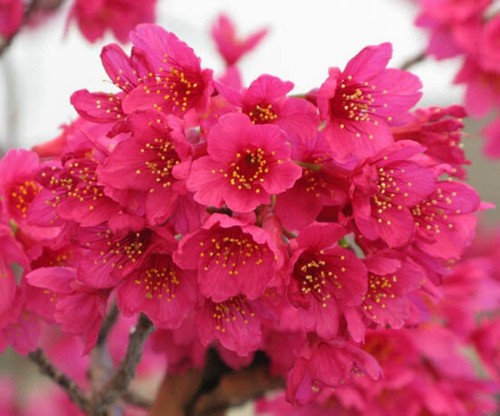 Pink cherry blossom - pink,