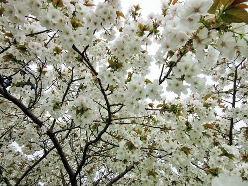 Prunus tai haku - /, white
