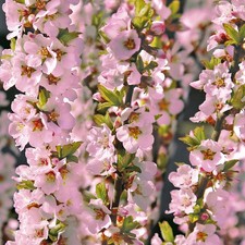 Prunus Okame RHS AGM Early
