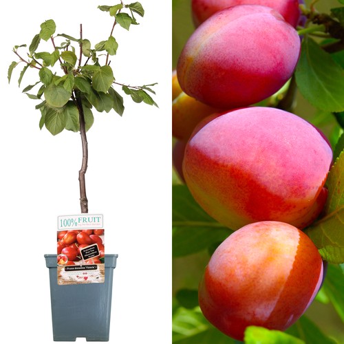 Patio fruit tree collection - patio,