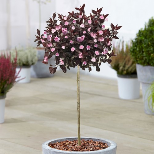 Prunus royal burgundy - prunus, |