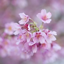 OkamE Ornamental Cherry