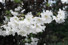 Prunus Autumnalis White Cherry