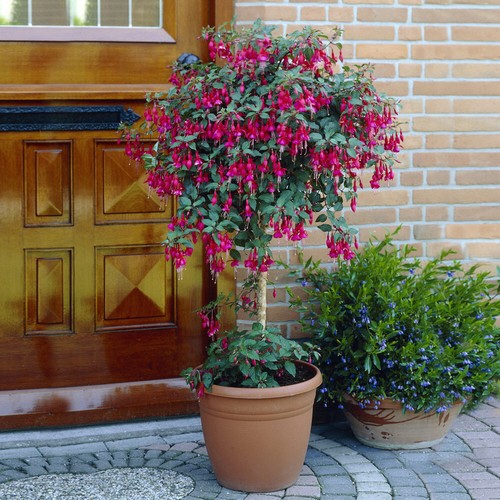 Flowering fuchsia trees - trees,, 2