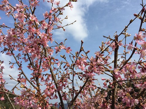 Prunus okame cherry blossom - okame,
