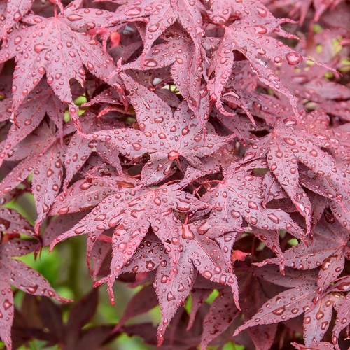Acer hime shojo dwarf - hime-shojo,