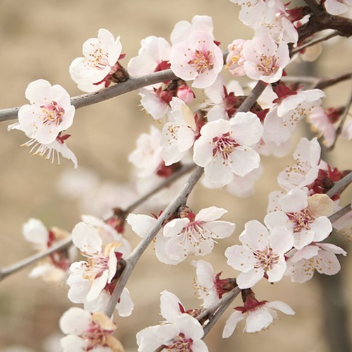Flowering ornamental cherry - ornamental,
