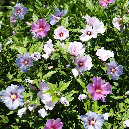 Hardy hibiscus bush tricolour - hibiscus,