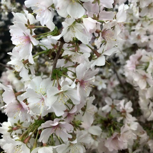 Prunus incisa kojo - t&m,