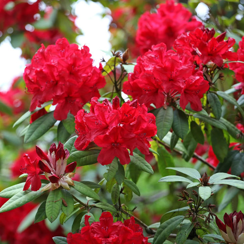 Rhododendron red jack - rhododendron,