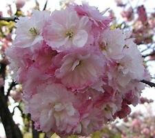 Prunus Pink Perfection Cherry