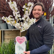 Cherry Blossom Tree Plant