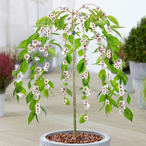 Prunus ivensii yoshino - ivensii, |