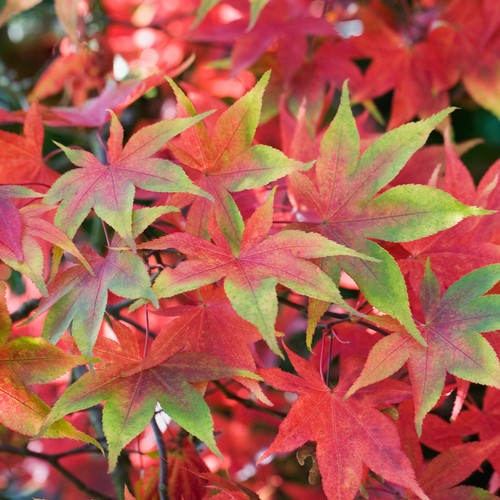 Acer palmatum osakazuki - 'osakazuki', |