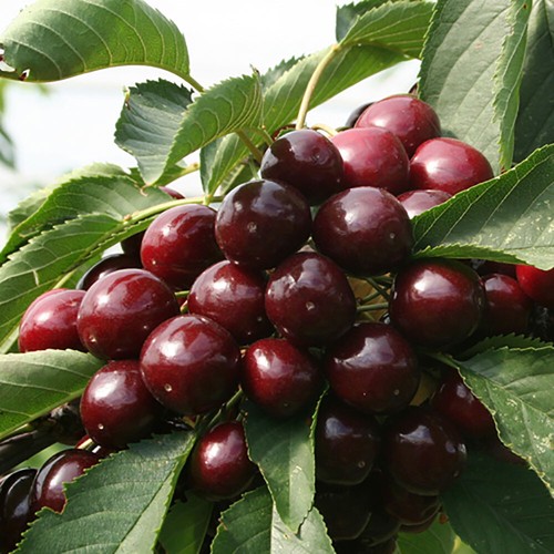 Patio fruit tree sweet cherry - patio,