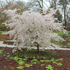 The Bride Flowering Cherry