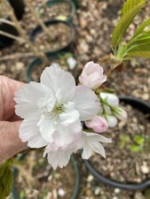 Prunus Fragrant Cloud Cherry