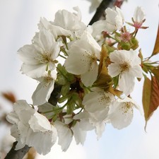 Tai-haku Flowering Cherry