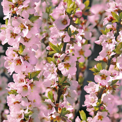 Prunus okame rhs agm - okame,