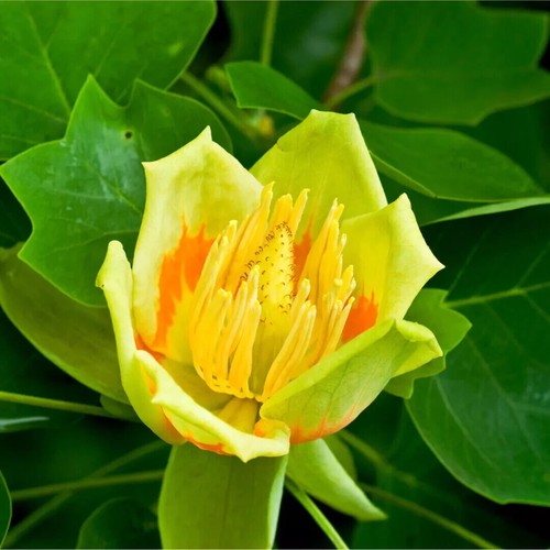Tulip tree liriodendron - -,