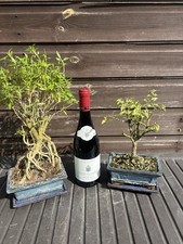 Bonsai Tree x 2 Flower Twin