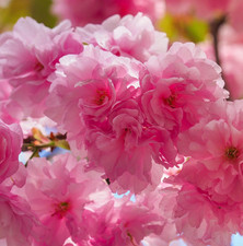 Ornamental Flowering Cherry