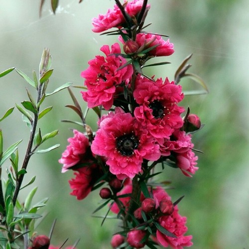 Tea tree leptospermum red - tea,