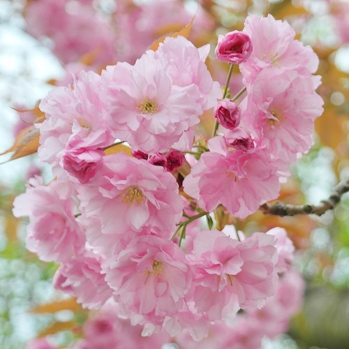 Pink perfection flowering - perfection,