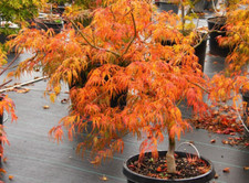 Acer Tree Orange Lace New