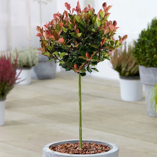 Photinia little red - photinia,