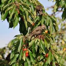 Bird Cherry Tree in a 1L Pot