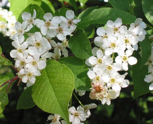 Cherry trees prunus - cherry, padus